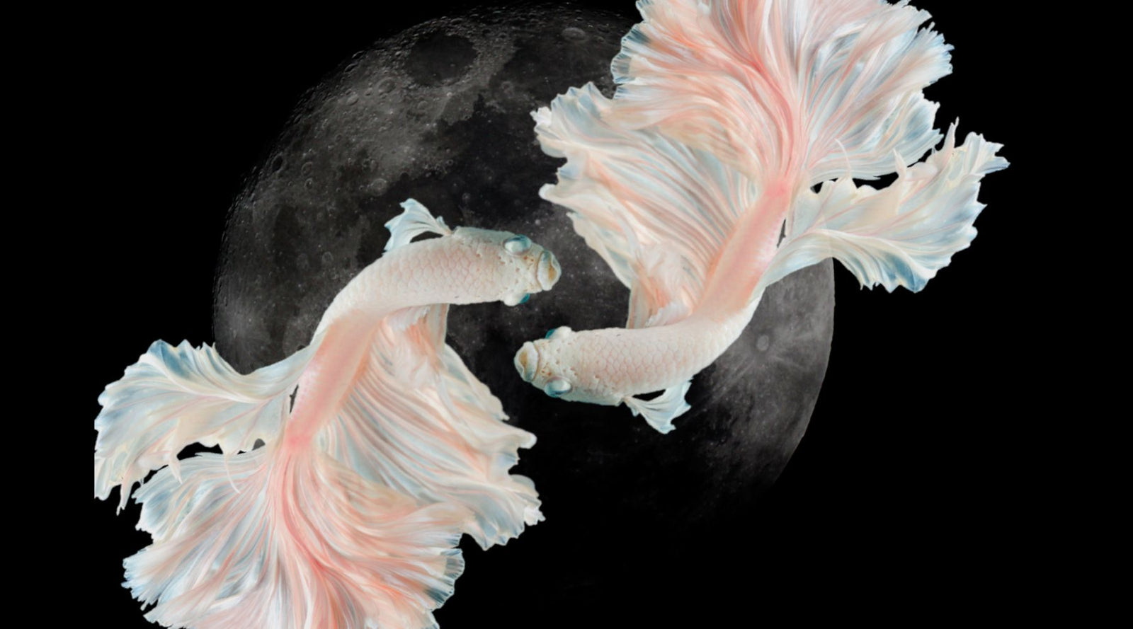 your-new-moon-in-pisces-reading